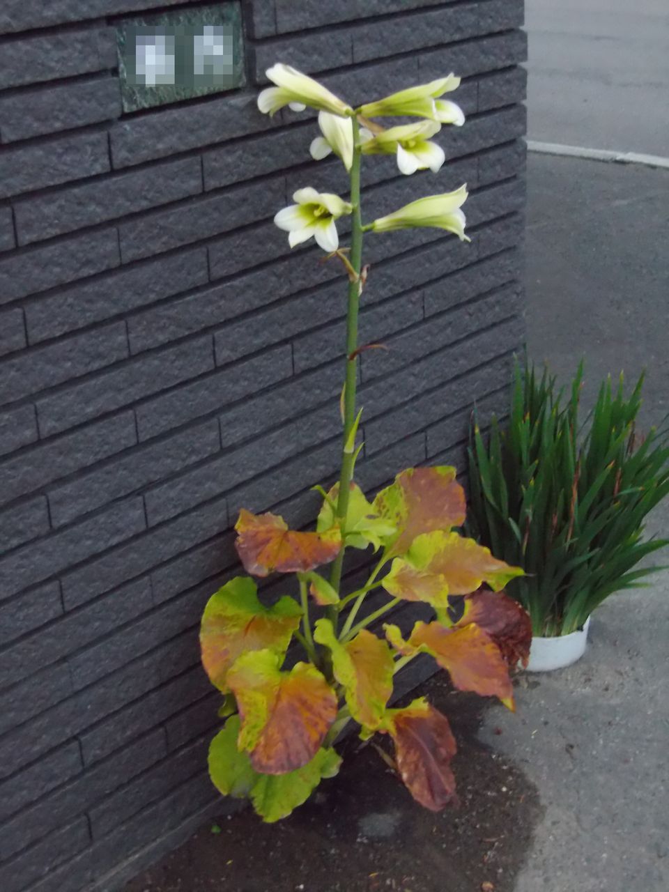 雑草の歩道も輝く夏の日_c0025115_2236272.jpg