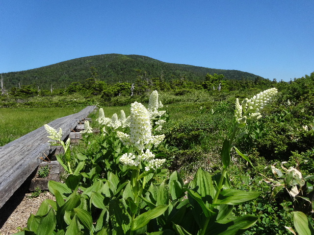 東吾妻山でもワタスゲを愛でる_c0141223_12245874.jpg