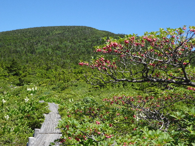 東吾妻山でもワタスゲを愛でる_c0141223_123834100.jpg