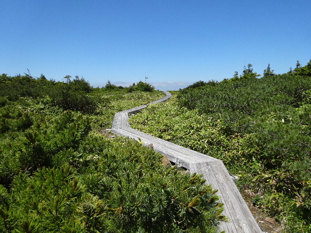 東吾妻山でもワタスゲを愛でる_c0141223_1247441.jpg