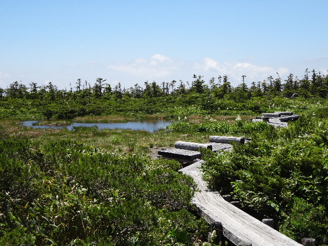 東吾妻山でもワタスゲを愛でる_c0141223_14372552.jpg