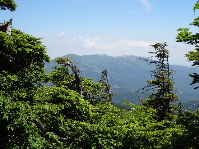 東吾妻山でもワタスゲを愛でる_c0141223_14413914.jpg