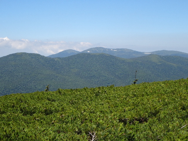 東吾妻山でもワタスゲを愛でる_c0141223_1442964.jpg