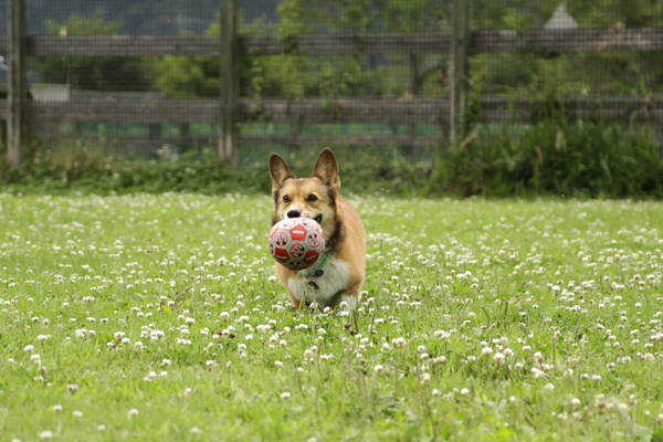 朝霧で整体教室。ぼんぼーのちゃんと♪_e0071225_3435117.jpg