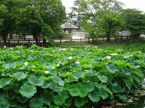 長岡天満宮の蓮_b0299042_824355.jpg