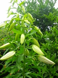 e0080346_12504521.jpg