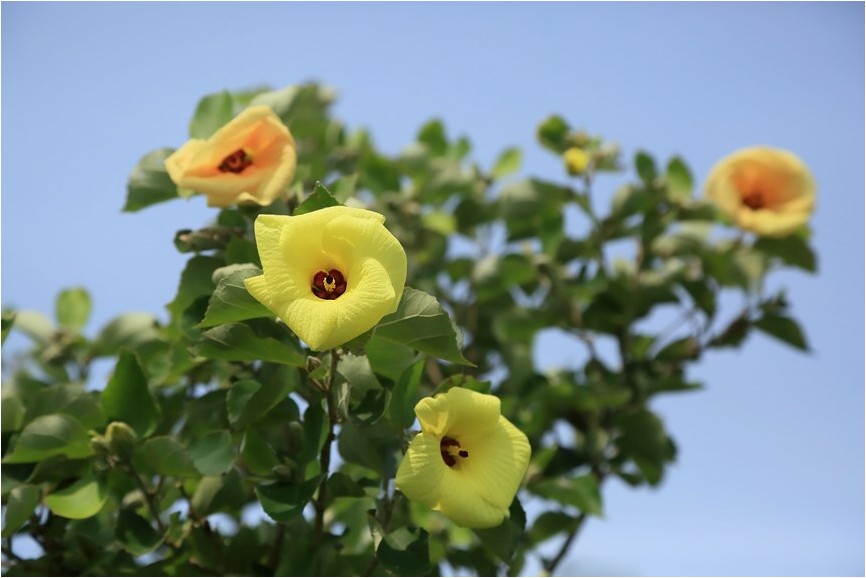 ハマボウ 野草風薫