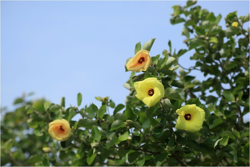 ハマボウ 野草風薫