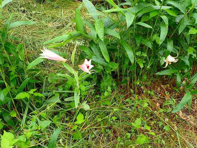 愛媛の名山、皿ケ嶺。_d0080249_20231277.jpg