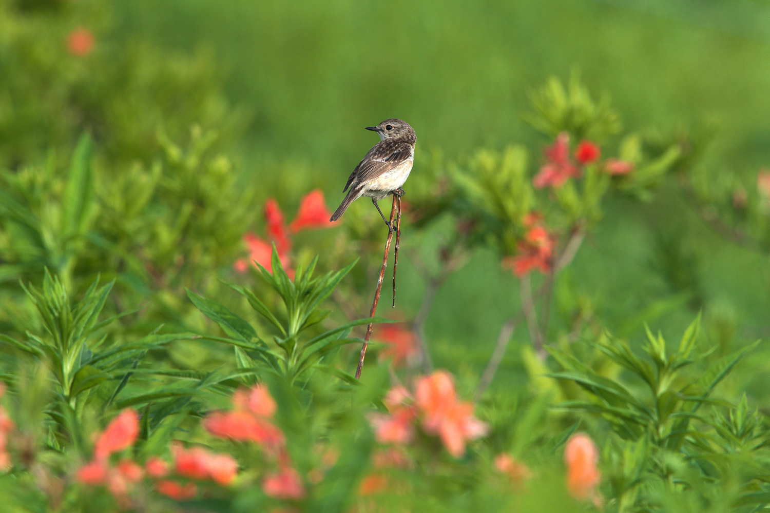 ノビタキ（ African Stonechat）_d0013455_21315771.jpg