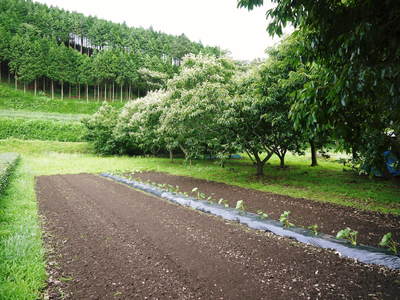 田舎暮らしをしながら最旬食材を全国のお客様に!!_a0254656_1646519.jpg