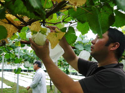 田舎暮らしをしながら最旬食材を全国のお客様に!!_a0254656_16565194.jpg