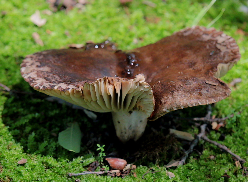 梅雨の晴れ間のキノコ撮り_c0305565_17570934.jpg