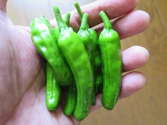ゴーヤの好調な様子_f0045667_17502398.jpg