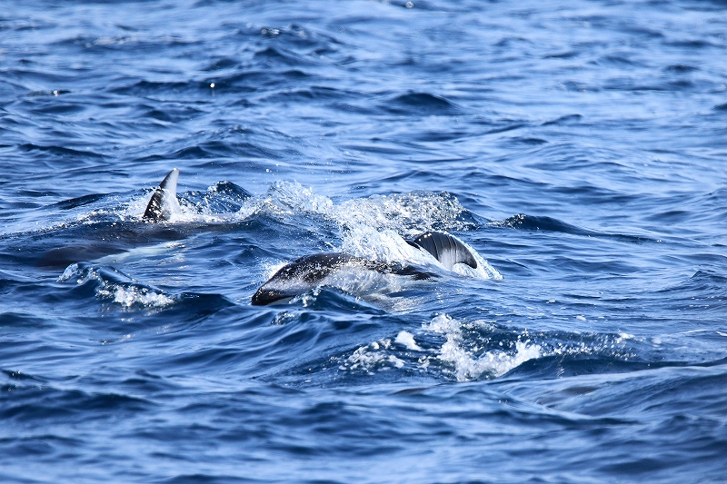 e0213873_22405256.jpg