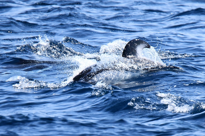 e0213873_2241682.jpg