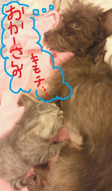 ☆お薬の飲み方☆_c0245679_15073063.jpg