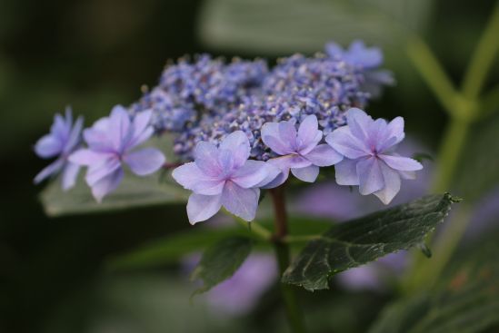 卑弥呼 紫陽花 花の音色に誘われて 卑弥呼 紫陽花 花の音色に誘われて