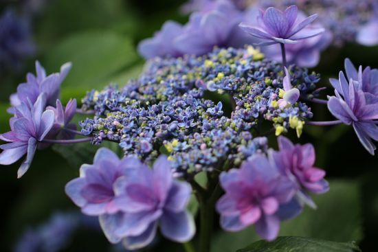 卑弥呼 紫陽花 花の音色に誘われて 卑弥呼 紫陽花 花の音色に誘われて