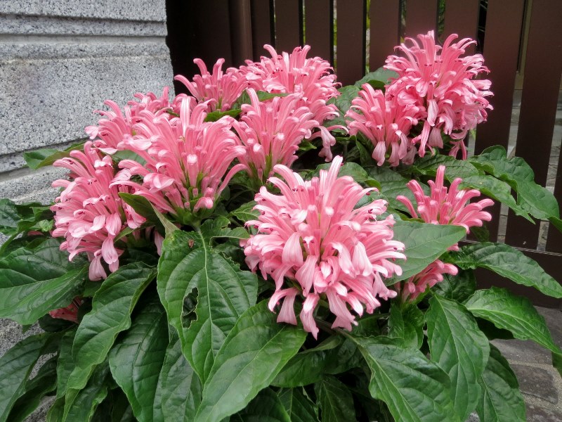 松明草 たいまつそう 時の流れ