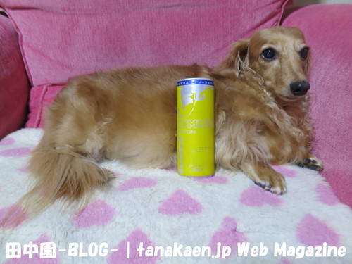 今日も配達・・・_b0200291_2113912.jpg