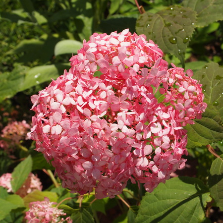 同じお花でも色は微妙に違います_a0292194_16585763.jpg