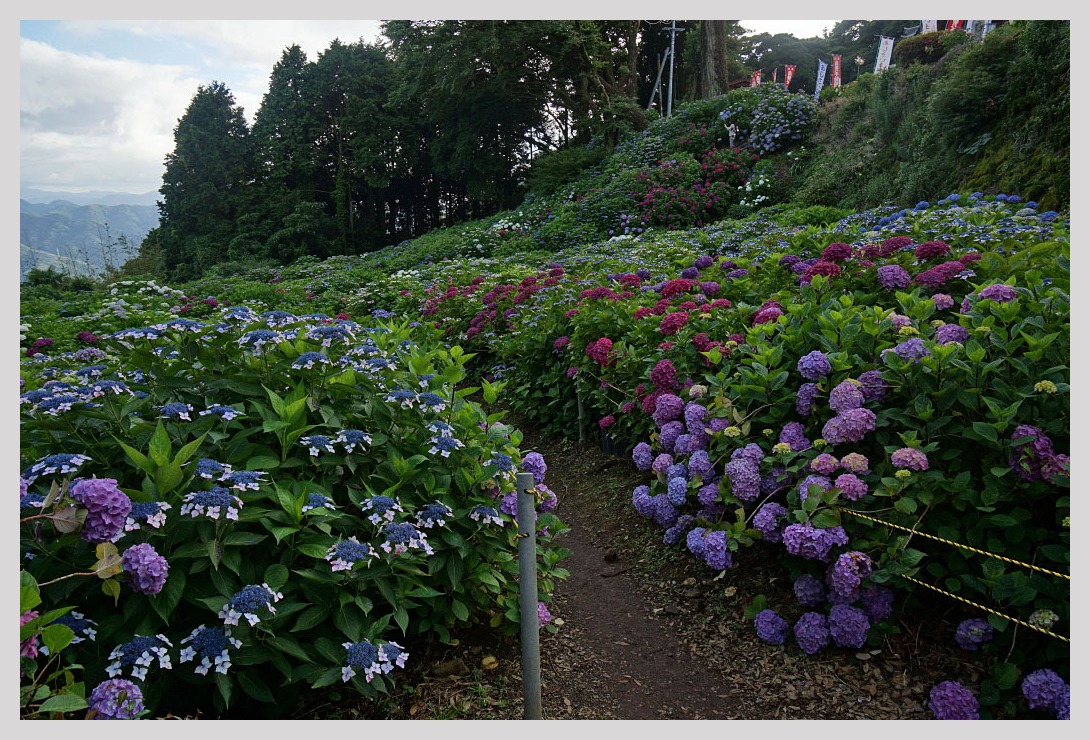 佐賀 あじさい寺 大聖寺 Magの写真創庫