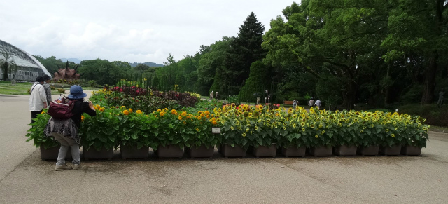 京都府立植物園へ_c0125501_8584020.jpg