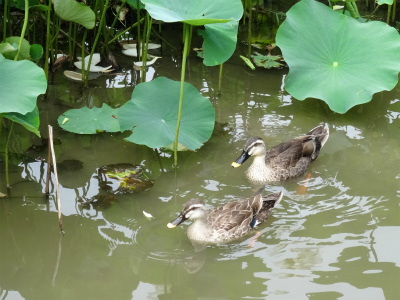 京都府立植物園へ_c0125501_8591867.jpg