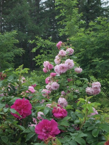 新しいローズガーデンが出来てました･･･････北海道その３_b0331802_20204803.jpg