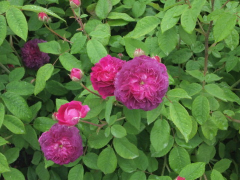 新しいローズガーデンが出来てました･･･････北海道その３_b0331802_20205002.jpg