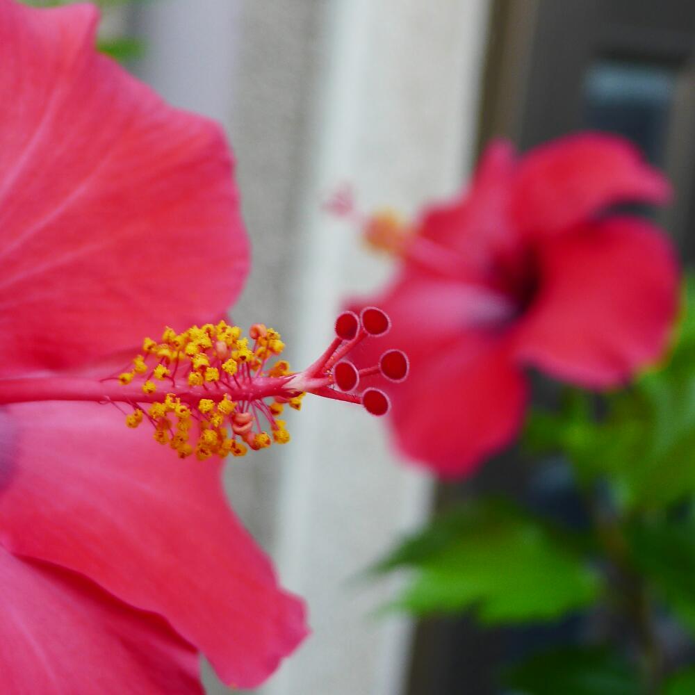 HIBISCUS No. 7&8_b0134907_06480987.jpg