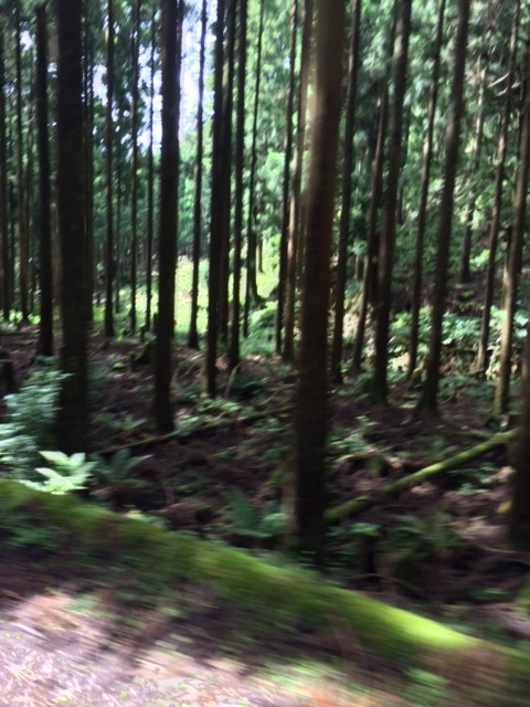 第12回 山岳グランフォンドin吉野 ①_b0246207_07325723.jpg
