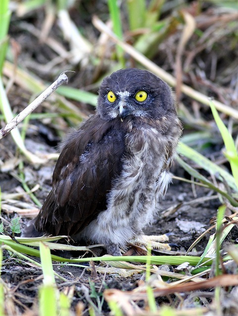 大ケヤキのアオバズクの雛が・・・_c0213607_22374400.jpg