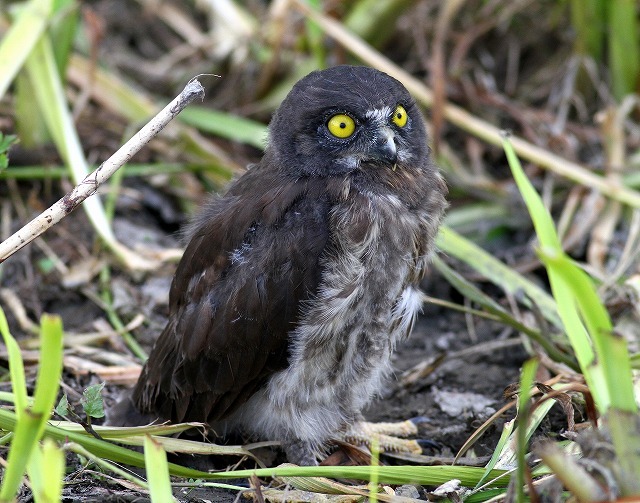 大ケヤキのアオバズクの雛が・・・_c0213607_22374484.jpg