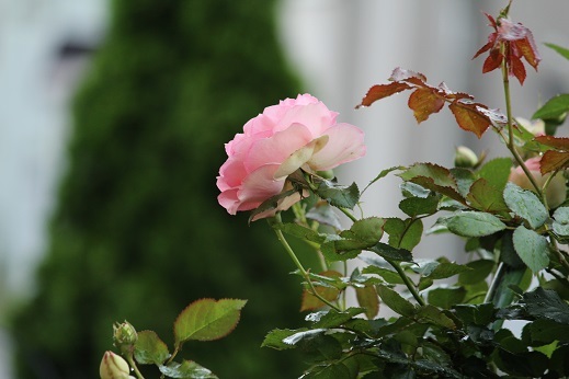 雨の日　部屋のバラ庭_f0325309_14541371.jpg