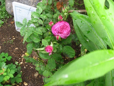 f0325309_14554112.jpg
