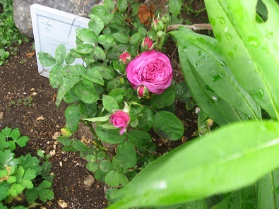 雨の日　部屋のバラ庭_f0325309_14554112.jpg