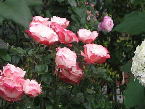 f0325309_14570685.jpg