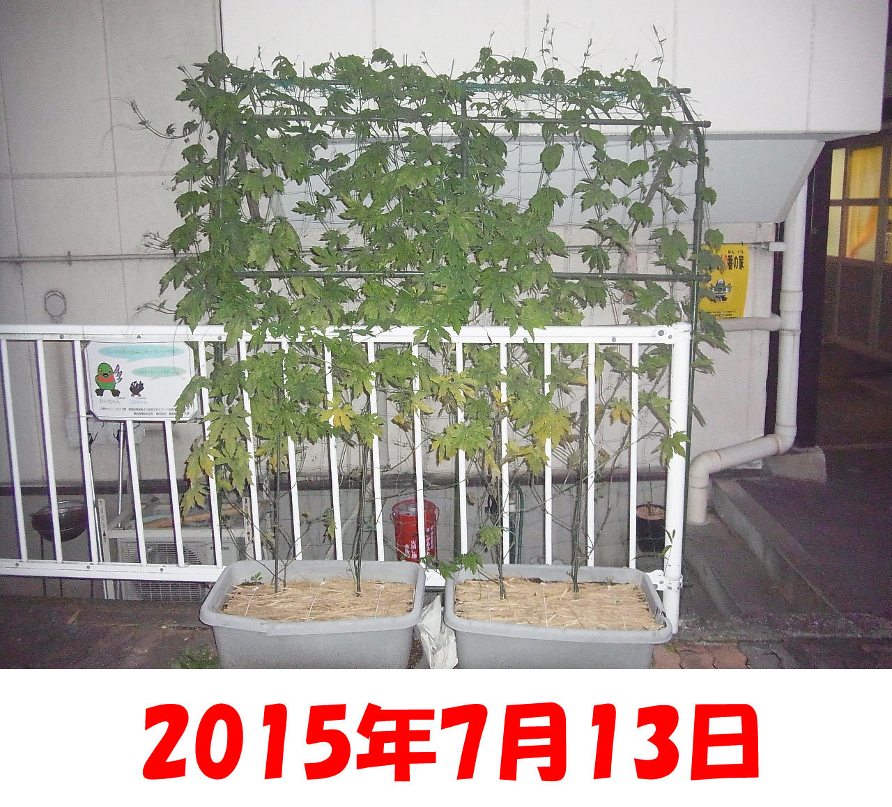 緑のカーテン 15 育成59日目 サンボルドー2度目の散布 フジゴの日常 ちょいeco日記