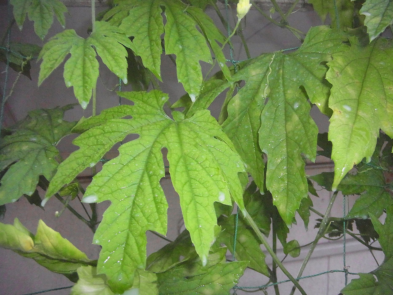 緑のカーテン 15 育成50日目 べと病対策にサンボルドー噴射 フジゴの日常 ちょいeco日記