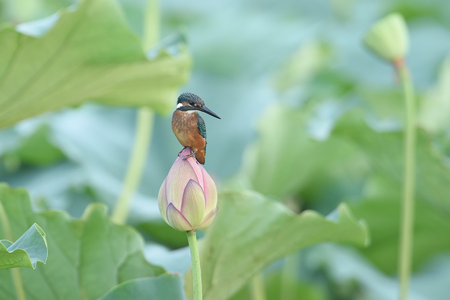 150713 幼鳥・蓮カワ_c0278820_17533076.jpg