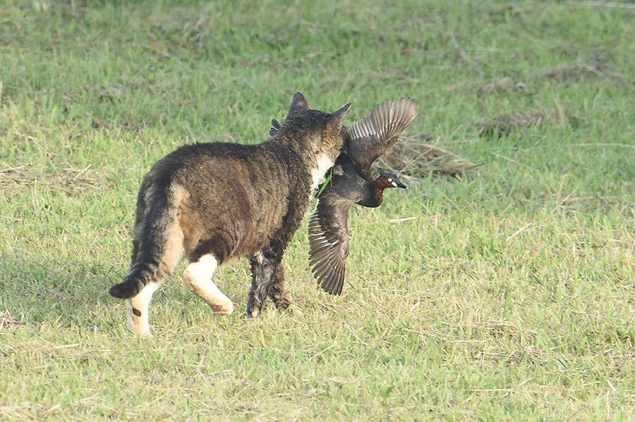 150713 幼鳥・蓮カワ_c0278820_18161360.jpg