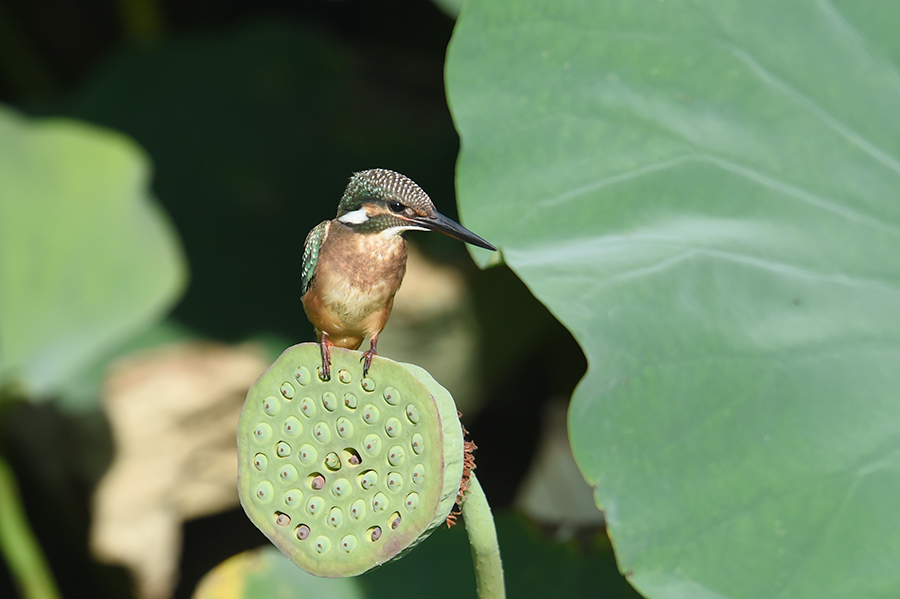 150713 幼鳥・蓮カワ_c0278820_18301891.jpg