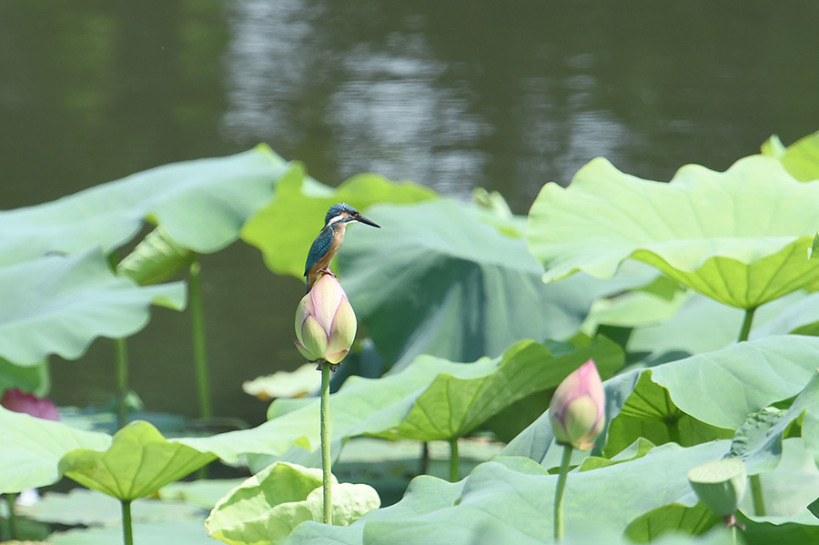 150713 幼鳥・蓮カワ_c0278820_18495998.jpg