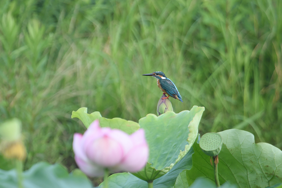 150713 幼鳥・蓮カワ_c0278820_1895161.jpg