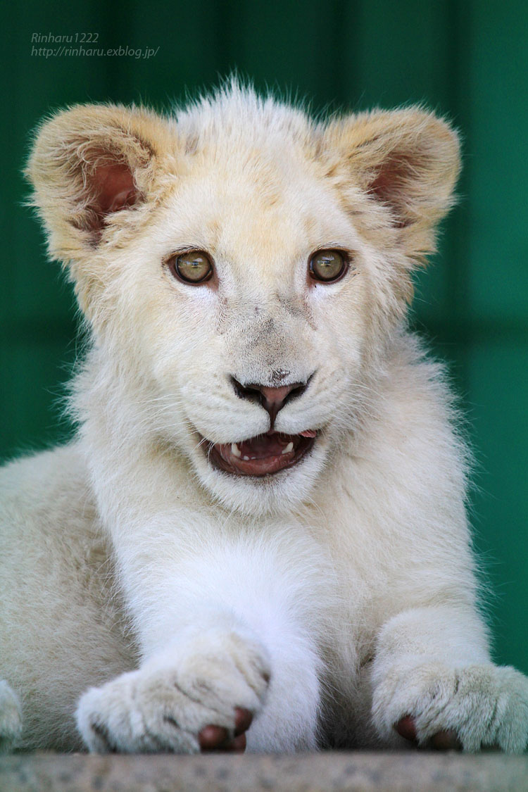 2015.7.12 東北サファリパーク☆ホワイトライオンのポップ【White lion baby】_f0250322_011523.jpg