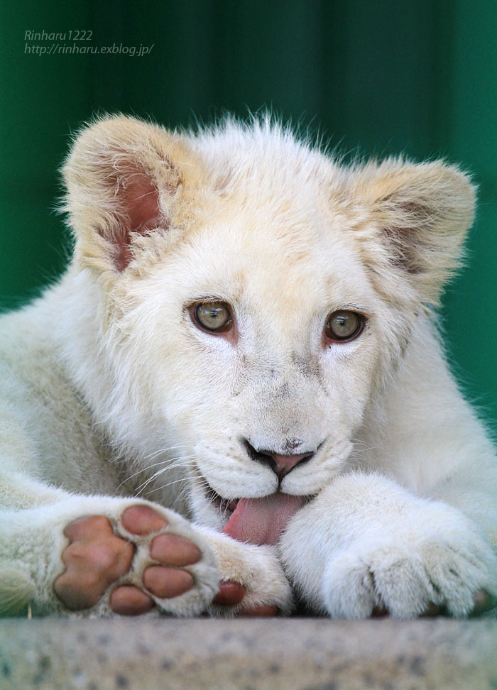 2015.7.12 東北サファリパーク☆ホワイトライオンのポップ【White lion baby】_f0250322_011917.jpg