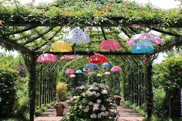 みんなの「紫陽花&雨の季節らしいすてきな一枚」をご紹介!_f0357923_18151231.jpg