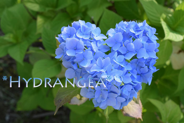 みんなの「紫陽花&雨の季節らしいすてきな一枚」をご紹介!_f0357923_22393264.jpg